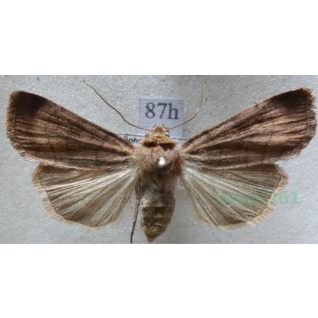 Xestia sexstrigata (Haworth, 1809) Rolnica sześciokreska Czech87h